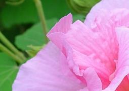 芙蓉花的功效与作用（中药芙蓉花的功效与作用）
