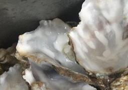 牡蛎壳的功效与作用 牡蛎壳的药用价值
