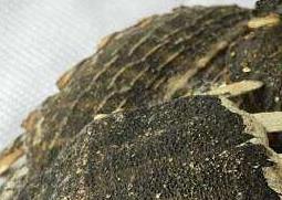 鳖甲怎么吃（鳖甲怎么吃好）