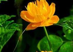 金莲花的功效与作用 金莲花的功效与作用泡水喝的功效