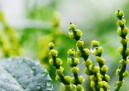 珠兰花的养殖方法和注意事项 珠兰花的养殖及注意事项