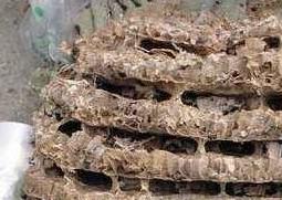 炙蜂房与蜂房的区别（炙蜂房与蜂房的区别与功效）