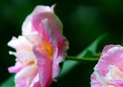 木芙蓉花的养殖方法（木芙蓉花盆栽）