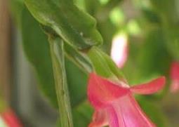指节花的功效与作用（节节花的功效与作用）