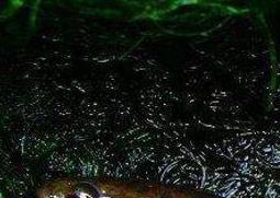 七星鱼的功效与作用（七星鱼的功效与作用及食用方法禁忌）
