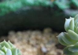 熊掌花怎么养（熊掌花怎么养护）