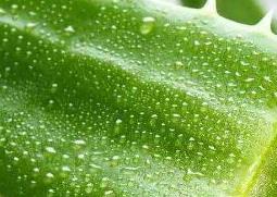 刚摘的芦荟可以擦脸吗（刚摘的芦荟可以擦脸吗怎么用）