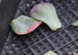 多肉叶片的清理与枯叶处理 多肉植物的枯叶需要把它清理了吗