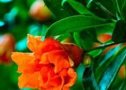 石榴花的功效与价值（石榴花的功效与价值图片）