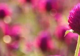 千日红种子的种植方法（千日红种子的种植方法视频）