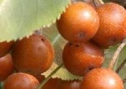 杜梨怎么养殖 杜梨怎么养殖的
