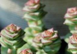 钱串子图片 绿植钱串子图片