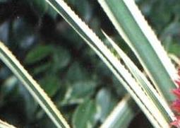 黑心金光菊的功效与作用 金光菊有什么功效