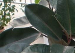 植物黑金刚的栽培养殖方法（植物黑金刚的栽培养殖方法图片）