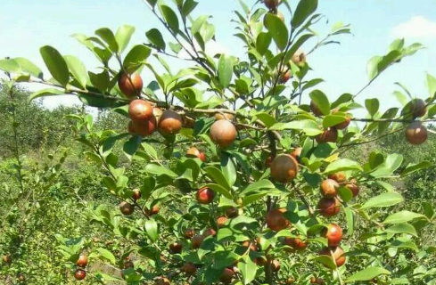 油茶树种植注意事项 油茶树种植方法技巧总结