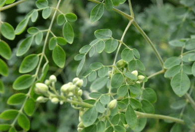 辣木的种植技术讲解，辣木种植要注意什么