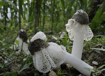 竹荪采摘时间及注意事项 竹荪怎么养殖好