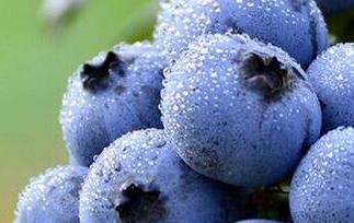 蓝莓能多吃吗 蓝莓能多吃吗?