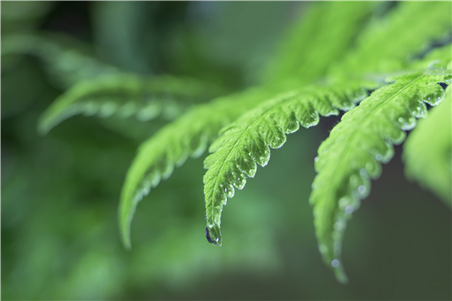 圆叶茅膏菜好养吗 圆叶茅膏菜好养吗怎么吃