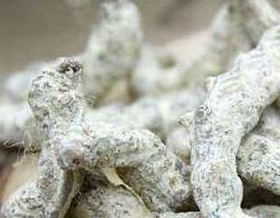白僵蚕的功效与作用及食用方法 白僵蚕的功效与作用及食用方法及禁忌