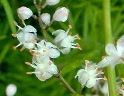 天门冬酒的功效与危害（天门冬酒的效果）
