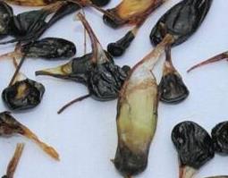 乌蛇胆的功效与作用及禁忌（毒蛇胆的功效与作用及禁忌）