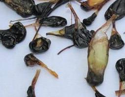 蛇胆的功效与作用及药用价值（蛇胆的药用价值和功效）