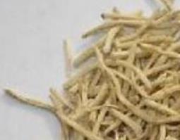 麦冬根须的作用和功效（麦冬根须的作用和功效图片）