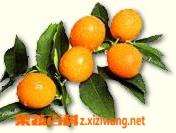 金橘的介绍 小金橘百科