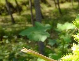 苍耳子的功效与作用及药用价值 苍耳子的功效与作用及药用价值图片