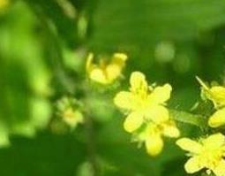 仙鹤草的功效与作用及禁忌