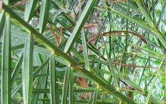 海枣种植技巧 海枣种植技巧视频