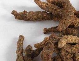 灸僵蚕的功效与作用及禁忌 灸僵蚕的功效与作用及禁忌