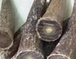 水牛角的功效与作用 水牛角的功效与作用及禁忌