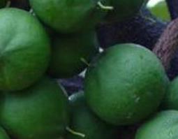 棕树花的功效与作用 棕树花的功效与作用与图片