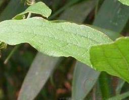 牛尾草的功效与作用（牛尾草的药用价值）
