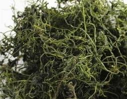 绞股蓝的副作用 女人喝绞股蓝的危害,绞股蓝的副作用