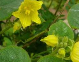 中药天仙藤的功效与作用（中药天仙藤的功效与作用及禁忌）