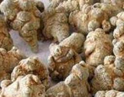 土三七泡酒的功效与作用（土三七泡酒的功效与作用禁忌）