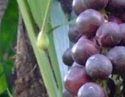 棕树籽怎么吃（棕树籽怎么吃法）