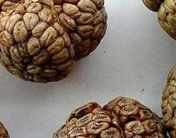 草寇的功效与作用及药用价值