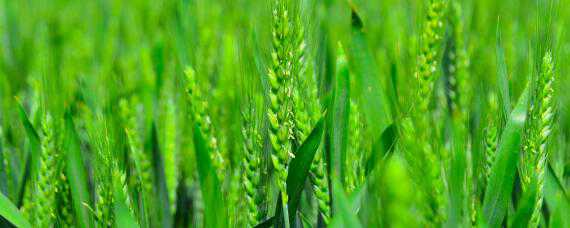 小麦灌浆期（小麦灌浆期到成熟期多长时间）