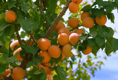 杏子栽培技术，杏子怎么种植好 杏子的栽培技术
