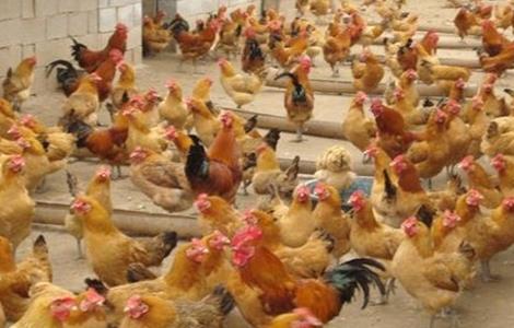 养鸡场如何防治禽流感 禽流感鸡养殖场怎么消毒