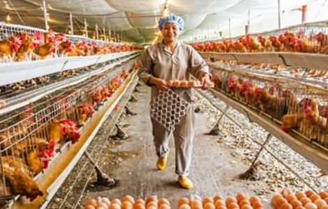 养鸡场饲料浪费原因及应对措施 养禽场减少饲料浪费的措施