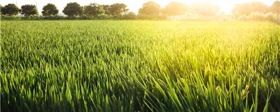 水稻的生长环境有哪些要求