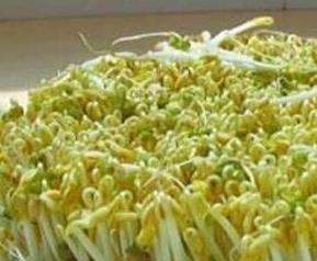 绿豆芽的功效与作用 绿豆芽的功效与作用禁忌