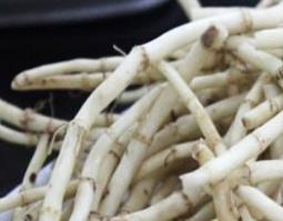 折耳根的功效与作用 折耳根泡水喝的功效与副作用