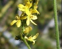 仙鹤草图片（仙鹤草图片和药用）