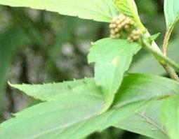 佩兰叶的功效与作用 佩兰的功效与作用图片
